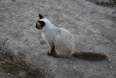 URGENTE - SE NECESITA MUCHA AYUDA, ESTA VEZ PARA NUESTROS GATOS!!