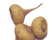 Maca andina eleva deseo sexual