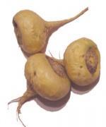150px-Maca Maca andina eleva el deseo sexual