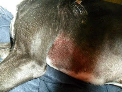 Reka, la historia repetida