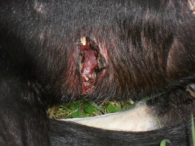 Reka, la historia repetida