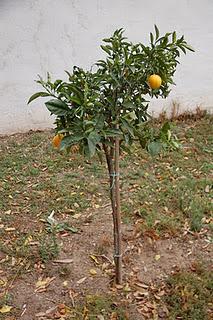 EL ARBOL DA SUS FRUTOS