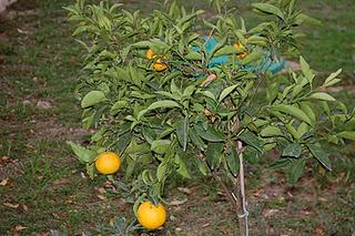 EL ARBOL DA SUS FRUTOS