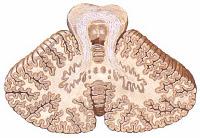 Desarrollan un Cerebelo Artificial para Robots Humanoides Desarrollan un Cerebelo Artificial para Robots Humanoides
