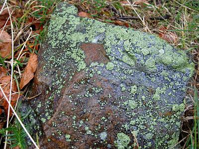 peña negra y el michu