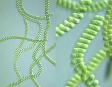Aprovecha el alga Spirulina platensis y crea nuevo colorante