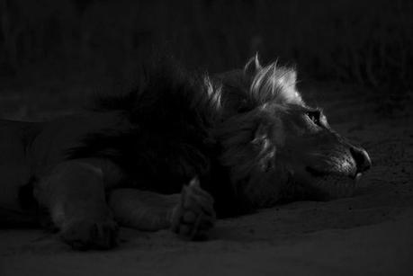 South African Carlos Kleiber · 1982 – Beethoven // Cuarta Sinfonía