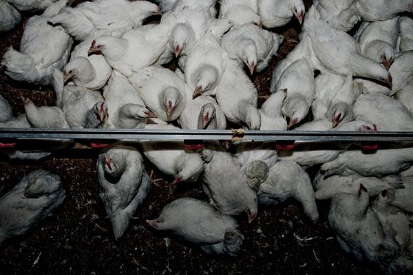 ¿Qué es el especismo ?