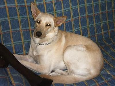 DEVOLVÉRMELA POR FAVOR, MI VIDA NO ES VIDA SIN ELLA, SE GRATIFICARA!!!