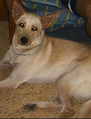 DEVOLVÉRMELA POR FAVOR, MI VIDA NO ES VIDA SIN ELLA, SE GRATIFICARA!!!