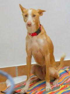 Encontrado podenco castrado en valencia