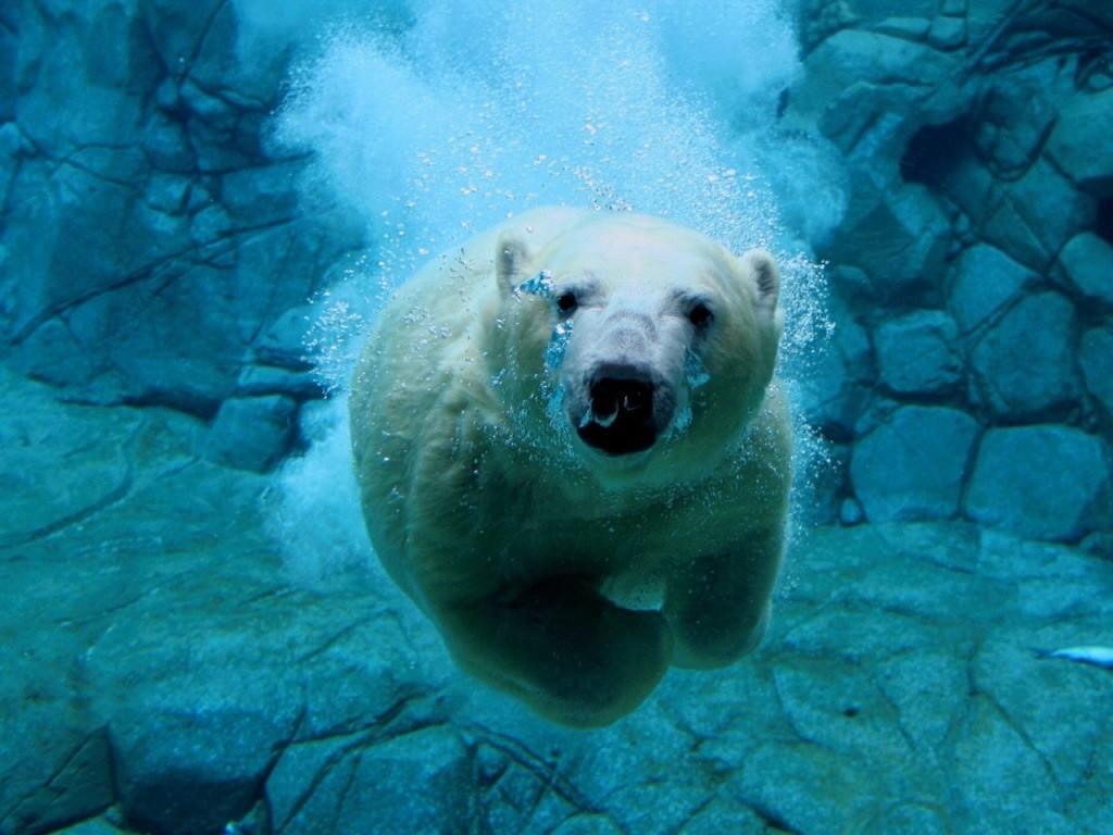Los Osos polares y el Calentamiento global