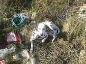 Dálmata abandonada vertedero sevilla.