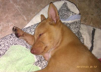 Preciosa podenquita de 2 meses en adopción.