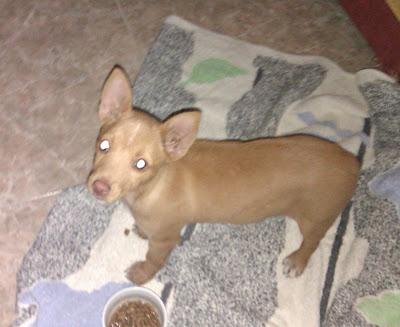 Preciosa podenquita de 2 meses en adopción.