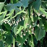 Tilo planta medicinal