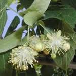 Tilo planta medicinal