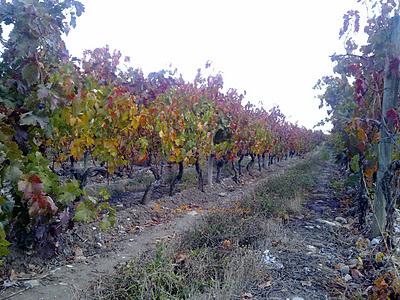 La Rioja, viñedos, Briones y menú de otoño