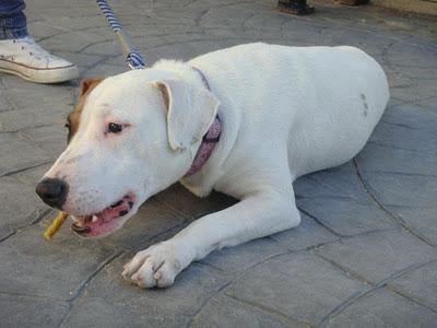 LUNA - mestiza de bull terrier de 1 año - Madrid - Urgente!!!!