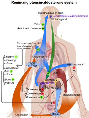 Overview of the renin-angiotensin system (See ...