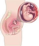 En la semana 11 del embarazo