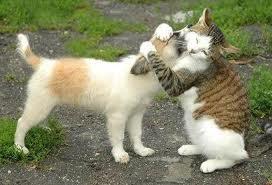 Como el perro y el gato.