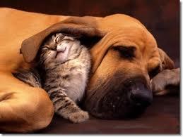 Como el perro y el gato.