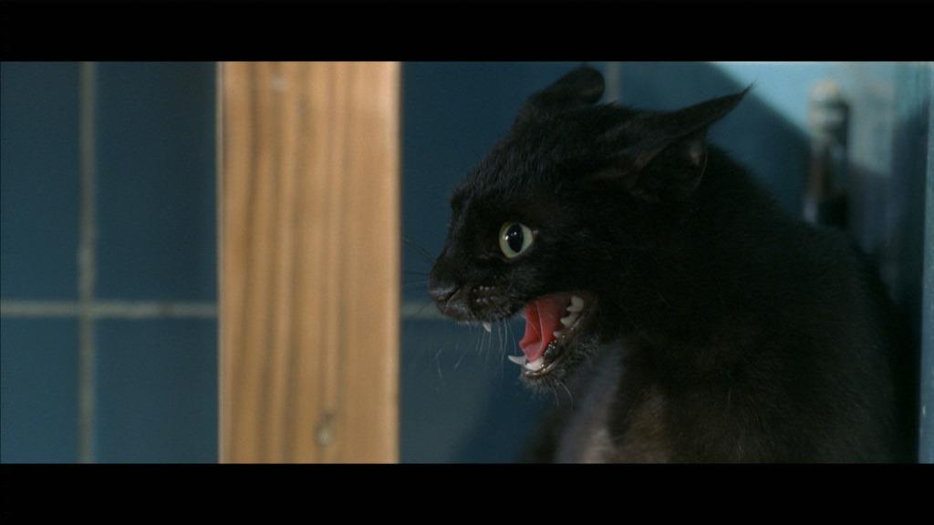 En profundidad: El gato desaparece