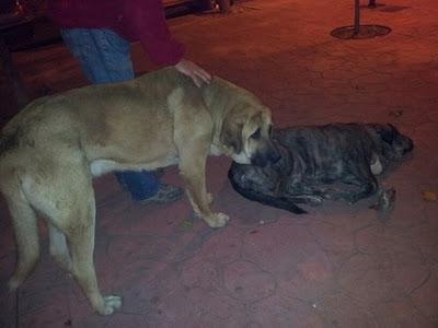 MUY URGENTE!!! - pareja de mastines en la calle, han avisado a la perrera. (Murcia)