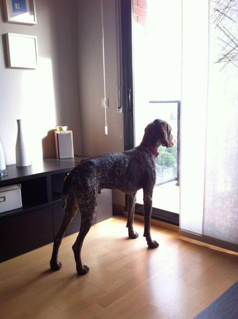 Historias de adoptados, braco y galgo en los huesos