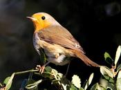 bosque animado-the living forest