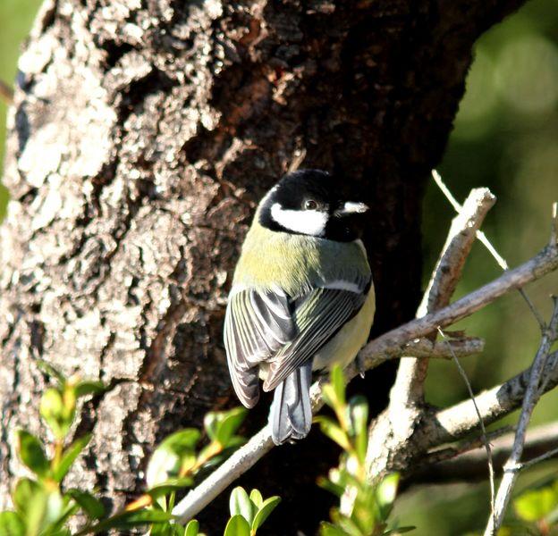 EL BOSQUE ANIMADO-THE LIVING FOREST