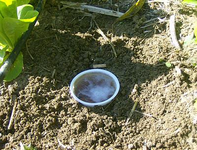 EPOCA  DE LUCHA CONTRA BABOSAS Y CARACOLES
