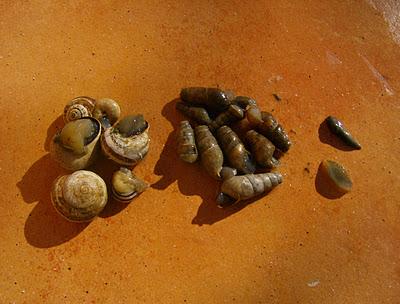 EPOCA  DE LUCHA CONTRA BABOSAS Y CARACOLES