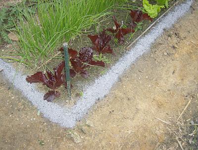 EPOCA  DE LUCHA CONTRA BABOSAS Y CARACOLES