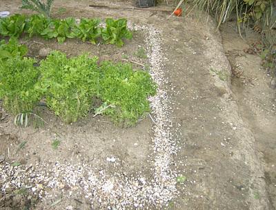 EPOCA  DE LUCHA CONTRA BABOSAS Y CARACOLES