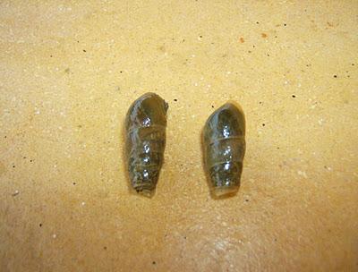 EPOCA  DE LUCHA CONTRA BABOSAS Y CARACOLES