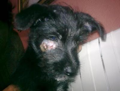 GOTEN, CACHORRETE ABANDONADO EN LA PERRERA LLENO DE MORDISCOS.