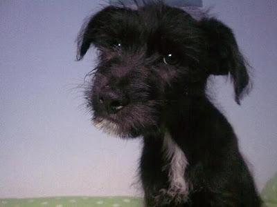 GOTEN, CACHORRETE ABANDONADO EN LA PERRERA LLENO DE MORDISCOS.