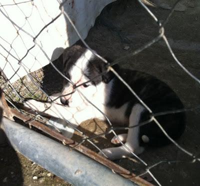 (Córdoba) tres cachorros cruce de stanford. El lunes 28 irán a la perrera. Impídelo!!!.