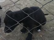 (Córdoba) tres cachorros cruce stanford. lunes irán perrera. Impídelo!!!