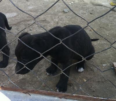 (Córdoba) tres cachorros cruce de stanford. El lunes 28 irán a la perrera. Impídelo!!!.