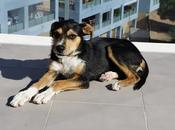 Entre chatarra basura salieron primeros dientes,ahora busco hogar!!