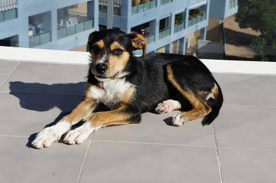 ENTRE CHATARRA Y BASURA SALIERON MIS PRIMEROS DIENTES,AHORA BUSCO UN HOGAR!!