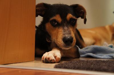 ENTRE CHATARRA Y BASURA SALIERON MIS PRIMEROS DIENTES,AHORA BUSCO UN HOGAR!!