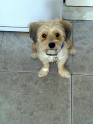 Perdido en Huelva !!! ayuda para encontrarlo.