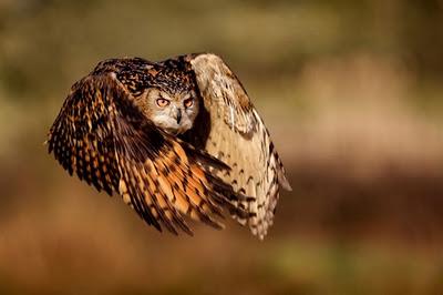 Competencia de fotografia de National Geographic