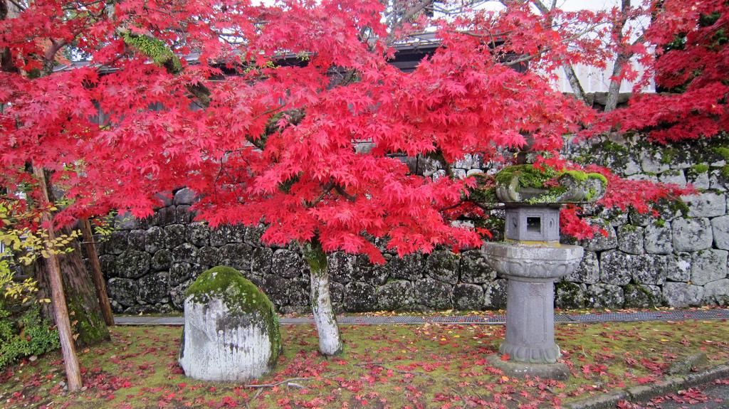 Momiji en Nikko