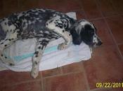 PIECITO, cachorrito setter meses problemas neurológicos, NECESITA CASA!!!!!!! ALICANTE