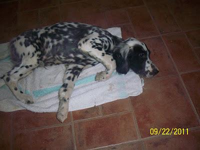 PIECITO, cachorrito setter de 4 meses con problemas neurológicos, NECESITA UNA CASA!!!!!!! ALICANTE